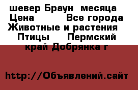 шевер Браун 2месяца › Цена ­ 200 - Все города Животные и растения » Птицы   . Пермский край,Добрянка г.